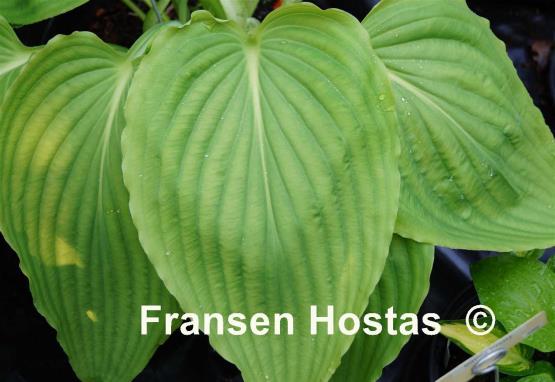 Hosta Maekawa